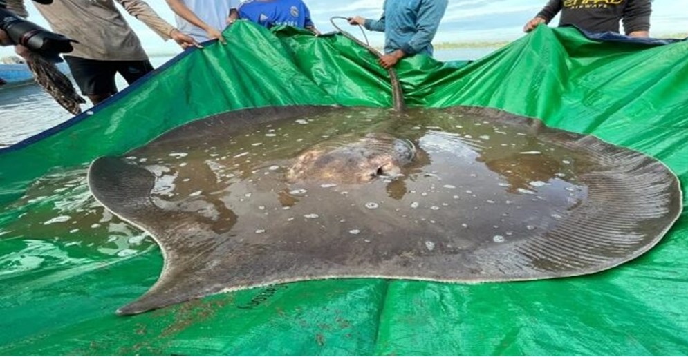 ¡PESA 300 KILOGRAMOS! Descubren el pez de agua dulce más grande del mundo
