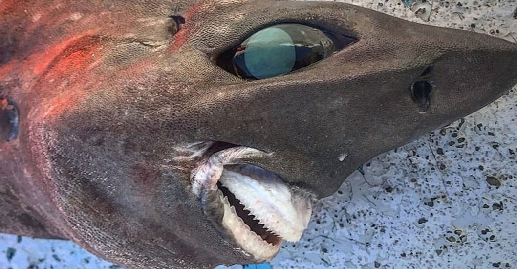 ¡DISCUSIÓN DE QUÉ SE TRATA! Atrapan un raro tiburón de aspecto aterrador, y este desconcierta a todos